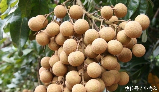 不算|名字带有“龙”字的水果,吃过一种不算啥,吃过最后一种才牛