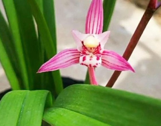 养殖小经验兰花长得好不好，不用羡慕别人啦，手把手教你养爆盆