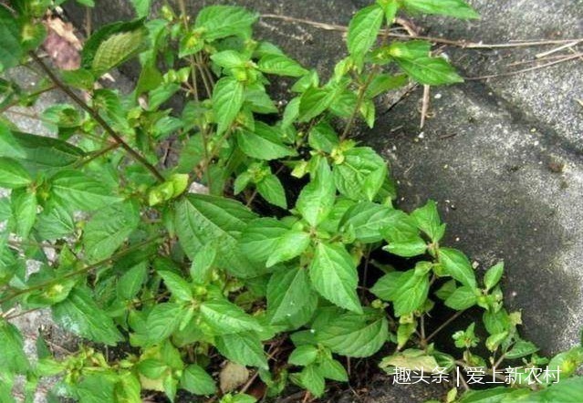 长寿菜|这种被人称为补血菜，长寿菜，野生的已经很少见了！