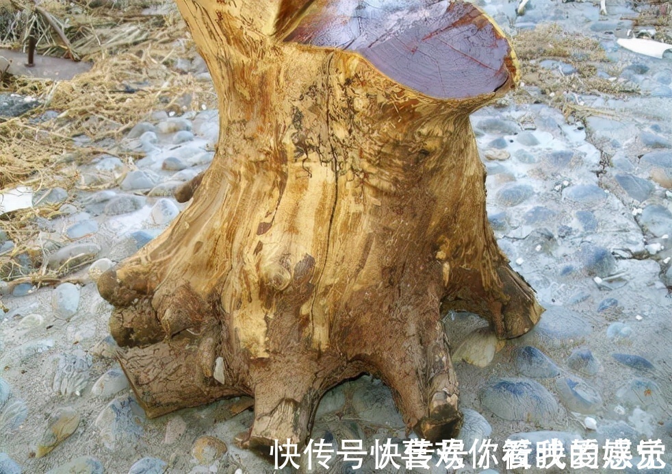 柘树长得不起眼,为何却能和紫檀齐名,还被称为“帝王木”