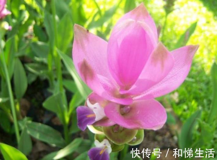 打理|4种花,容易打理易开花,“花香”飘满屋,花美心情好!