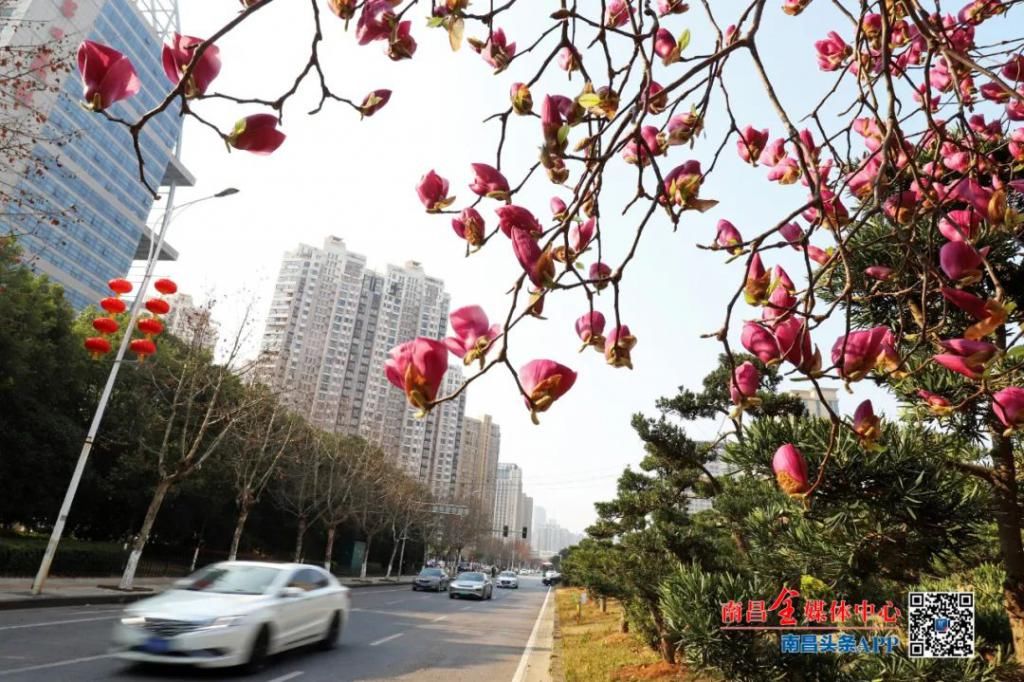 精华|太美了！近处风景！花样南昌……