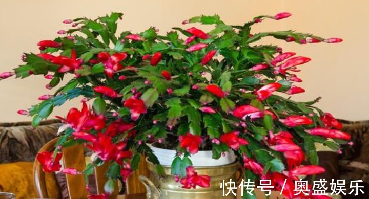 扦插|“2种喜冷花”养客厅,0℃也能开爆盆,秋冬就选它,好养易爆盆!