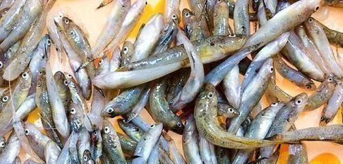 沙子|农村河里,一种趴在沙子里的小鱼,以前没人要,如今真是稀少