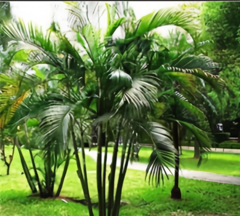 养花试试这几款,淡雅清新还可驱蚊提神