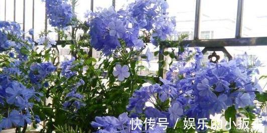 上班忙,没时间养花,这几盆懒人花你要知道,打理起来更省心