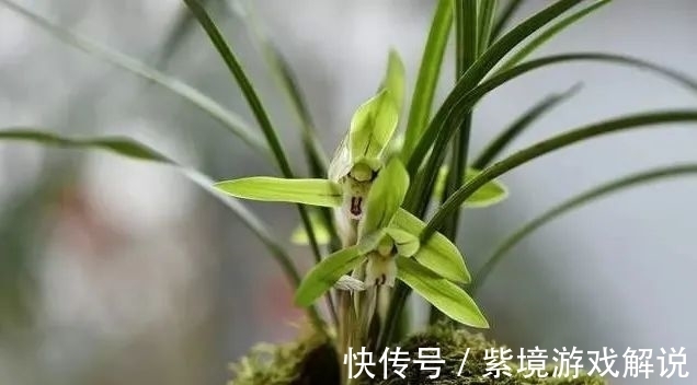 兰花浇水有讲究，浇半截水还是浇透水，究竟怎么掌握？