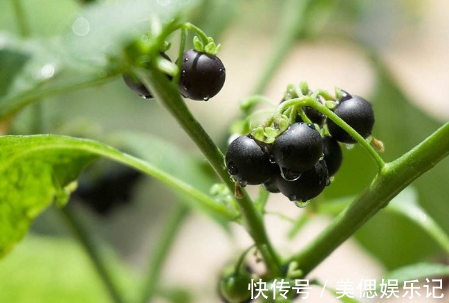 野草|农村人当成“野草”，城里人花钱买不找，遇到要找点回家