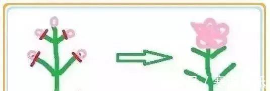 养花要“七分管、三分剪”,花卉如何修剪你一定要懂