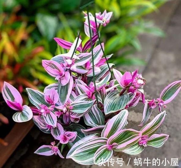 新手养婚礼油画吊兰,学会浇水技巧,叶片靓丽浪漫极了