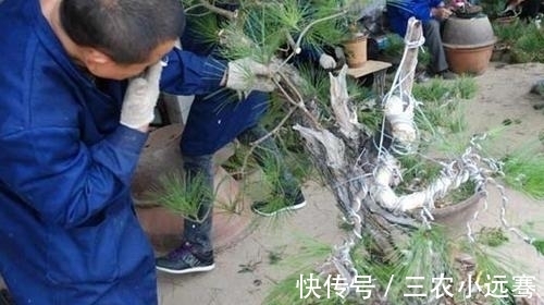 壤土|马尾松盆景怎么种植 马尾松盆景制作方法和注意事项