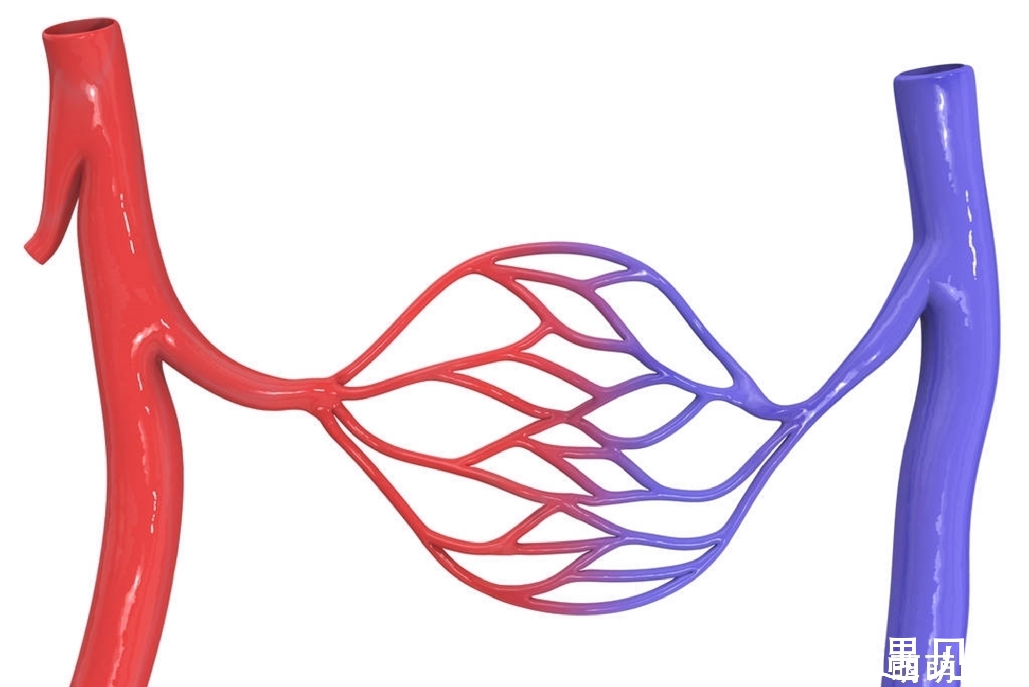 长寿老人|104岁长寿老人,血管“年龄”只有60岁,直言做了3事,不怕血管堵