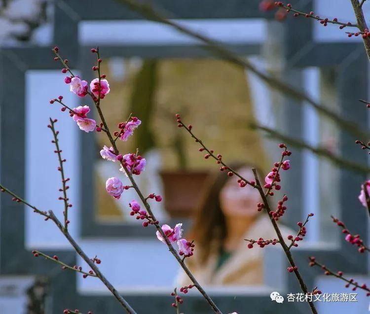 中年|新春佳节，杏花村里的良辰“梅”景，与你有约！