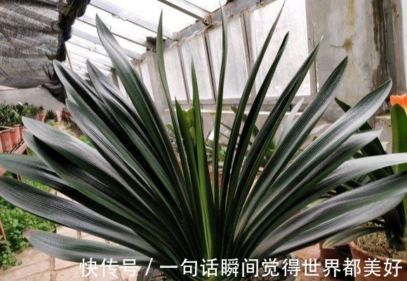 君子兰秋天如此做,叶色格外油亮,白根蹭蹭长,不夹箭开花数量多