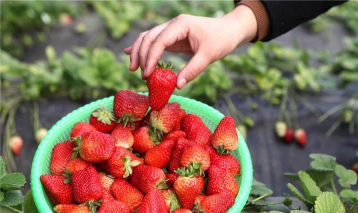 林奶奶|5岁孙女阻止奶奶买草莓,得知原因后,老人回家后怒斥儿子