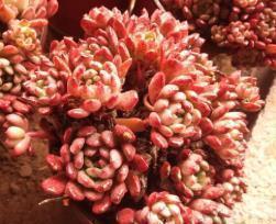 紫乐|6种普货多肉,颜值高好养护,长成悬崖桩,看起来真过瘾!