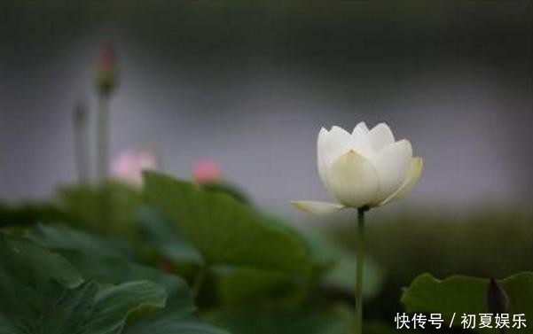 哀怨|这些短句与你分享：豁达一点，对生活少一点哀怨，多一点喜悦