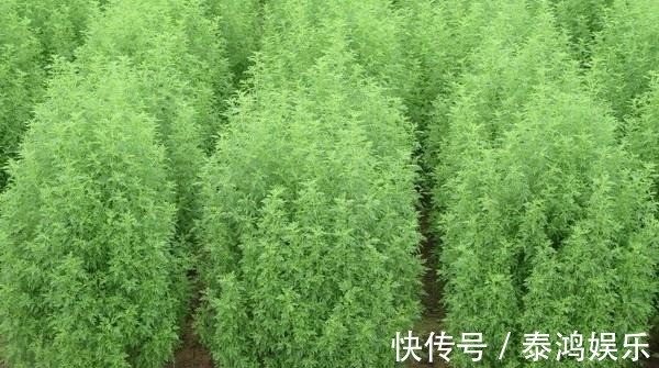 本草通玄|挽救过几百万人性命的一种野草,清虚热,除骨蒸,药用价值高