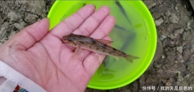 米饭粒这样用,这个夏季钓鲫鱼再也不怕小鱼闹,不信你就试试看