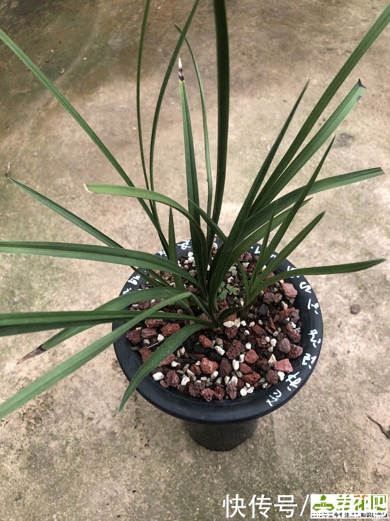 植料|植料不是兰花养好根的主因