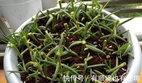 药粉|别只用阿司匹林,“扦插”用上这“3药粉”,7天“白根”肥又壮