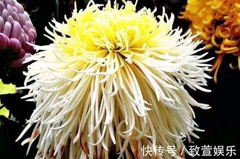 喜欢养菊,那就养盆“珍稀名菊”丝露花雨,似金凤起舞,光彩照人