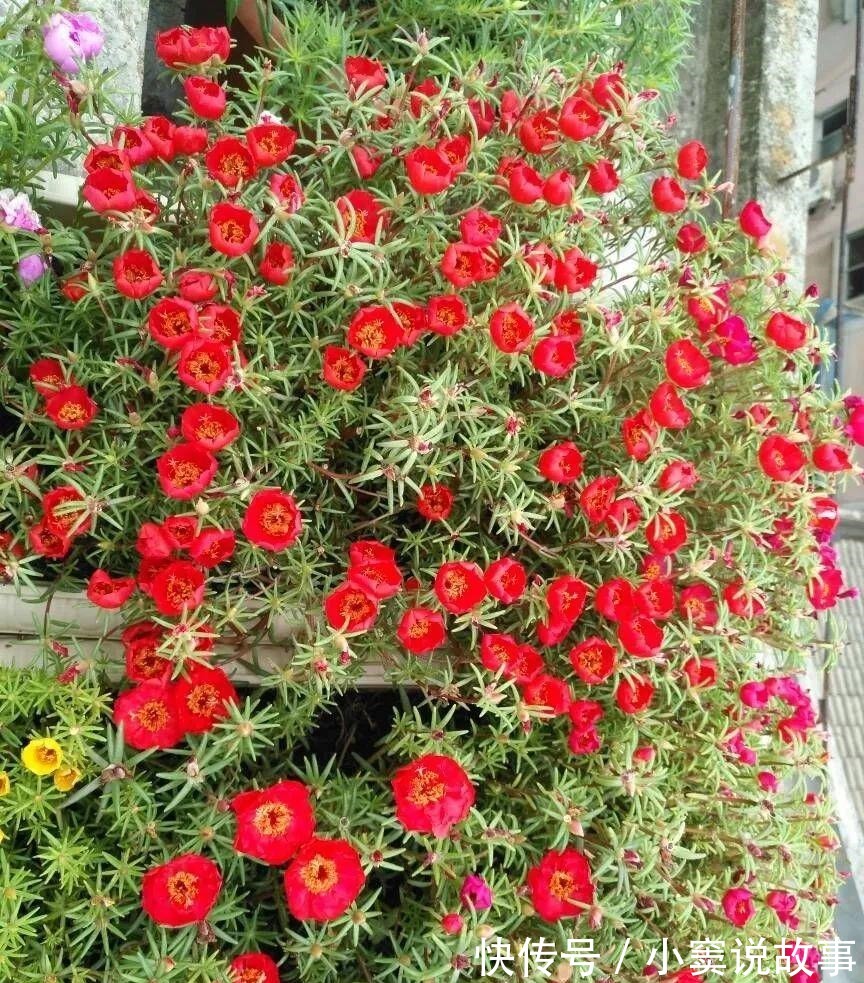 金枝玉叶不能长太高,越矮越值钱,一长高就砍!