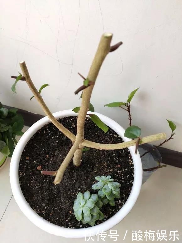 叶片|这3种花“剪一刀”，顺利过冬，来年又能开花了