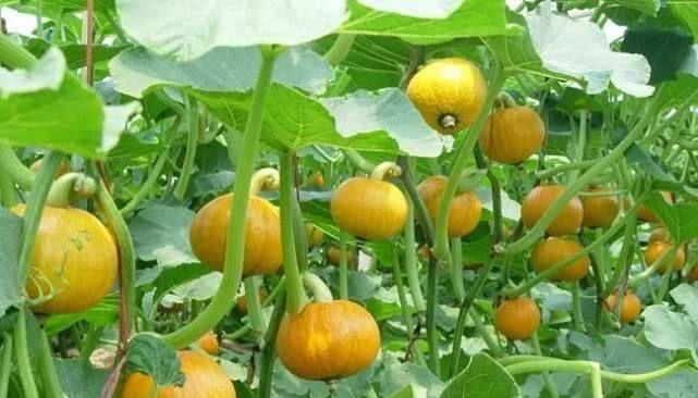 好吃|适合女性吃的3种食物,排毒养颜、滋润肌肤,好吃又不贵!