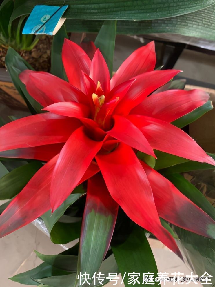 现在入手这几种花、新年新气象、喜气洋洋过大年