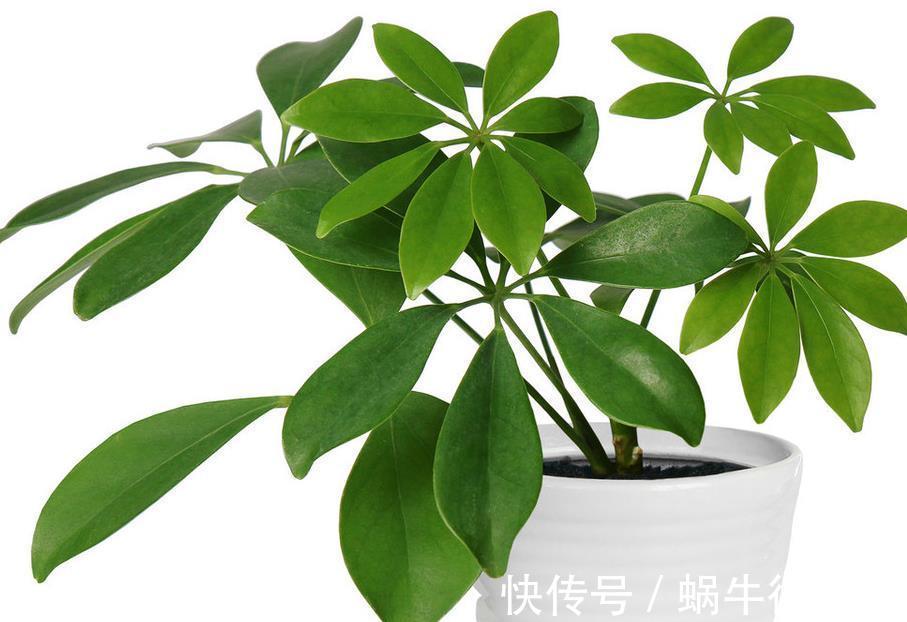 土壤|鸭脚木如何繁殖,学会6步扦插操作的技巧,黑杆和腐烂不再有