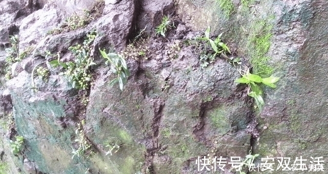 我们来了|人称“皇帝草”,若出现您家岩石上,请保护好,价值堪比“黄金”