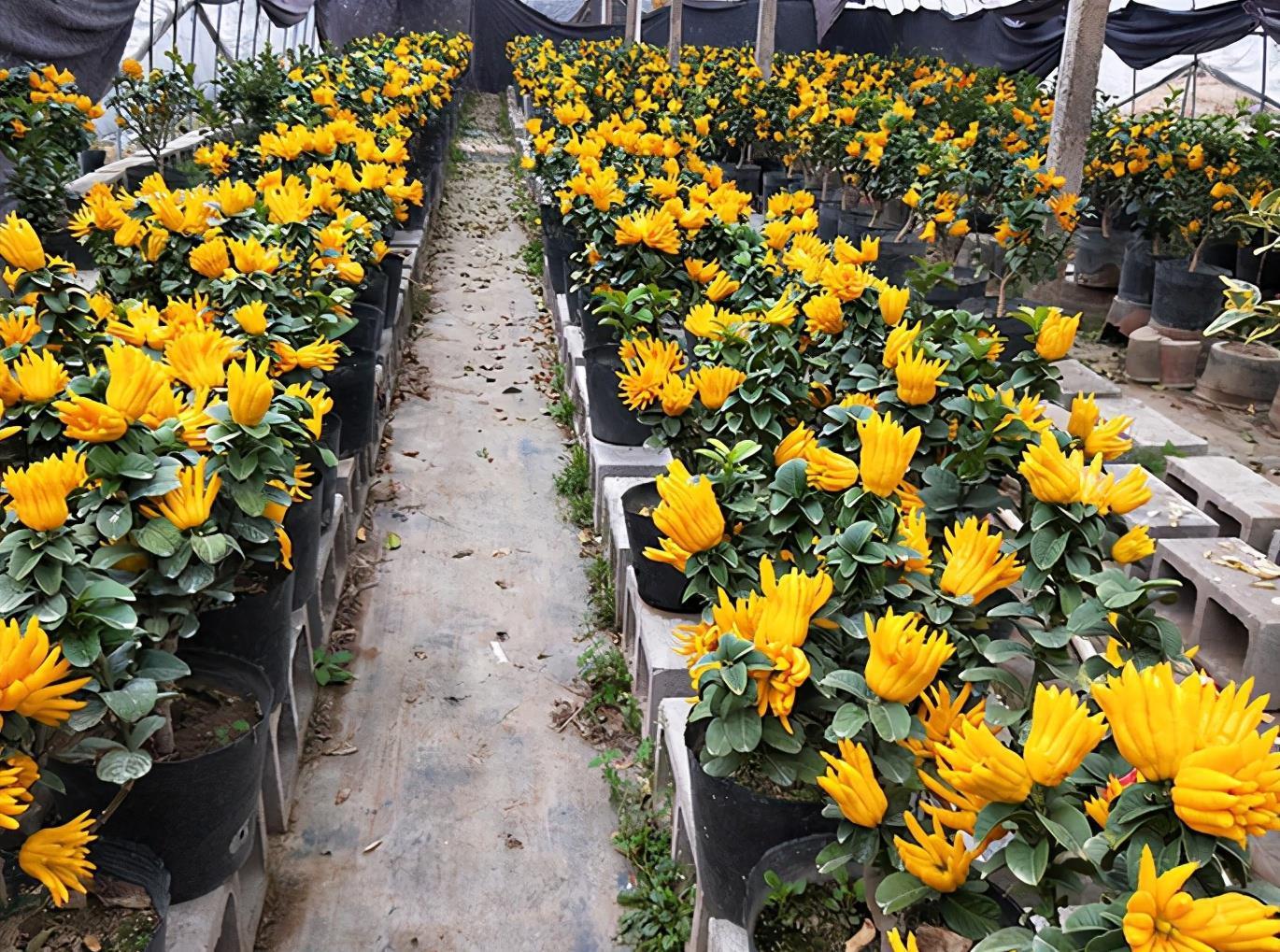 关键|阳台和院子养花,不妨养盆它,既能观花也能观果,关键还有芳香味