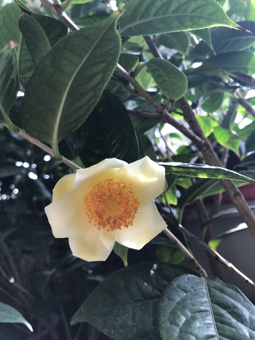 好兆头|天生“贵气命”的花，有钱人喜欢养，寓意好开花旺