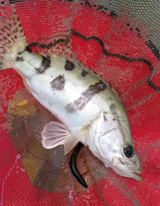 别去抢老钓位了,热天的鱼其实都藏在这几个地方,下杆就有口