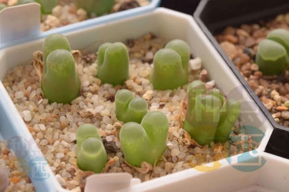  磁铁|磁铁风铃Conophytum Concordans