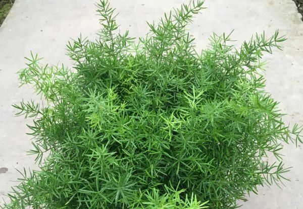 文竹|有“3种植物”,长得像文竹,但比文竹更油绿,养在家里面美爆了
