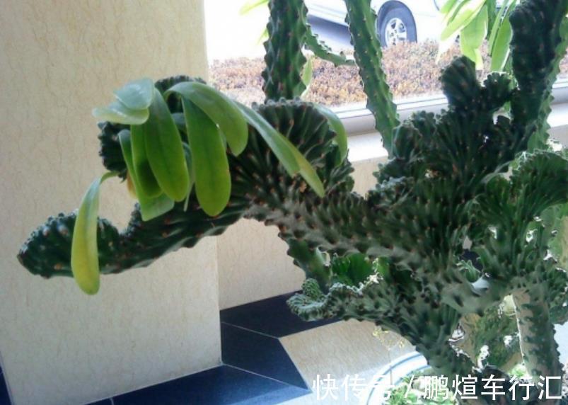 仙人掌|4种霸气侧漏的“丑绿植”,四季油绿寓意好,是家庭盆栽佳品