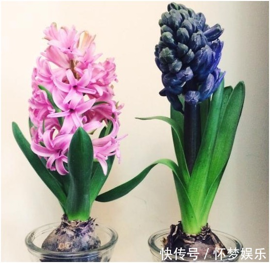 适合新手养的6种花,扔土里就能活,开花爆满盆!