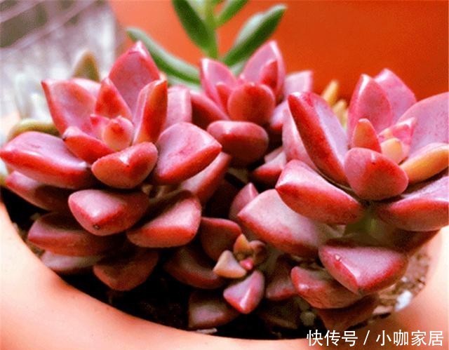 把姬胧月养成紫红色爆盆老桩并不难,3个阶段3种方法,你也可以