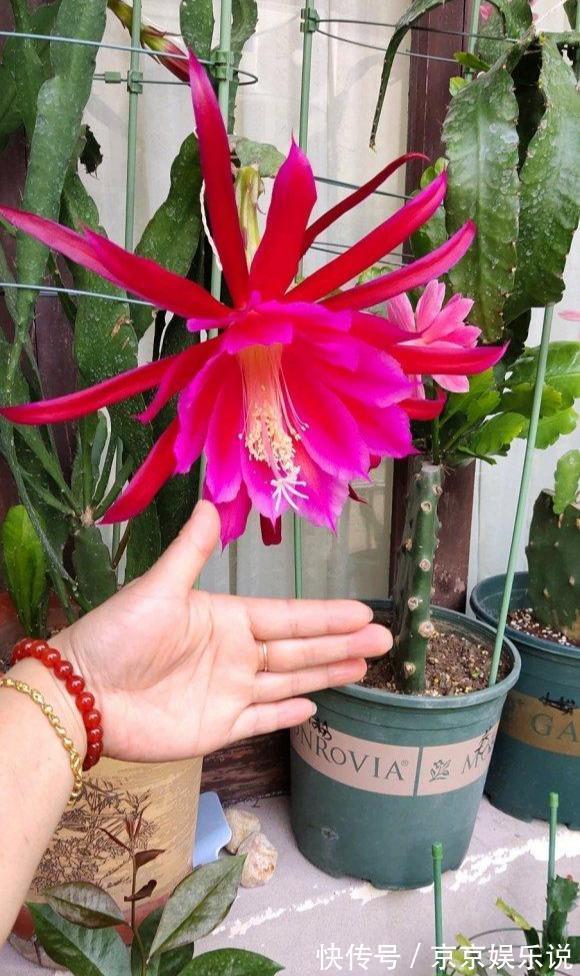 一盆仙人掌，开出大荷花，一盆开60朵，谁见谁爱它