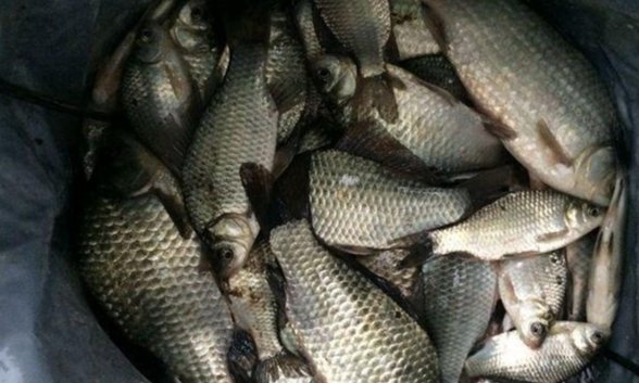 冬季钓轻口鱼出口不干脆,学会这样调钓,漂相漂亮中鱼率又高