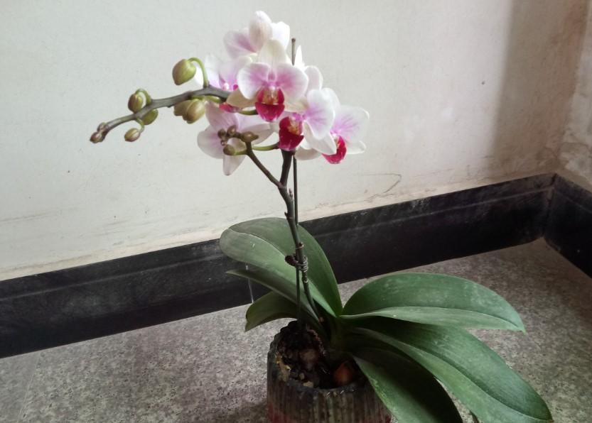 蝴蝶兰出现腐烂的情况,剪掉一些,养一下就又能养出大粗跟!