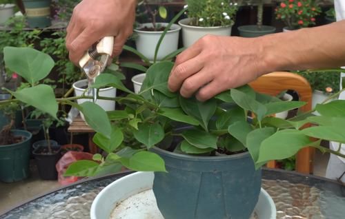 三角梅开败了?狠狠心,用3个“高招”,挤满新枝芽,又爆二茬花