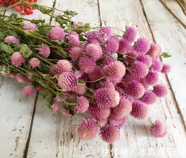 5种“红火花”,养在家里红红火火,鸿运当头,好看又吉利