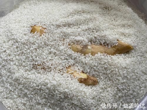 生姜放久了容易干瘪？姜农教你2招，不管放多久不干瘪不发芽