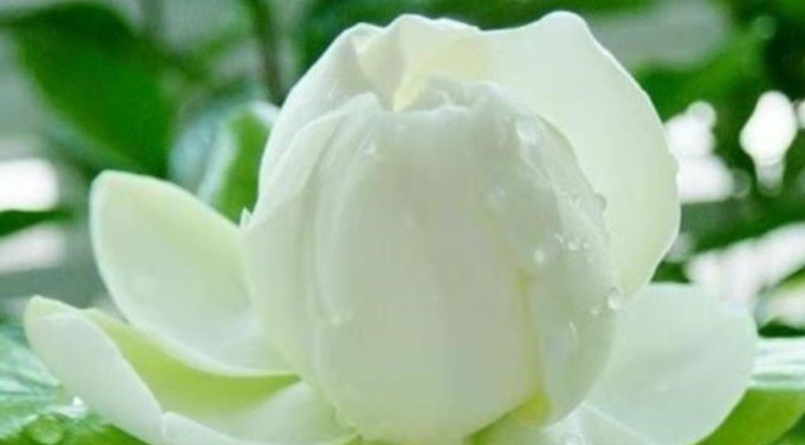 懂花的人，都爱养这5种花，漂亮好养易爆盆，寓意好还养人