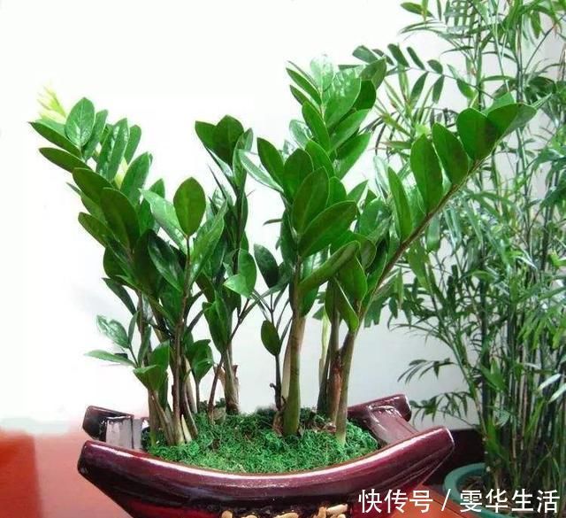 阳台|这几种花远离阳台,温度一高就晒黄叶,一时半会无法返青