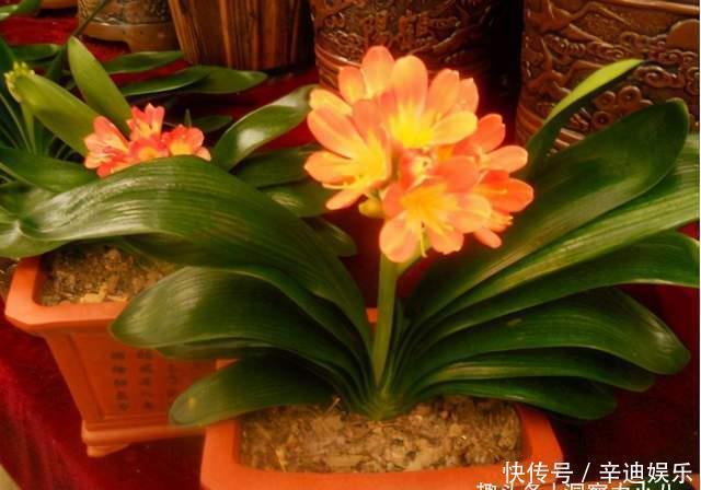 君子兰分“公母”？满足三要素，叶片青翠如折扇，清香宜人小半年