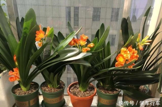 大白菜|养君子兰，学会使用3种肥料，长得就像“大白菜”，天冷就开花！